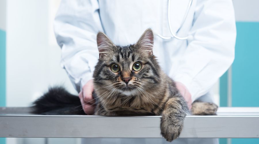 Cat Clinic Launches Dedicated Ophthalmology Service
