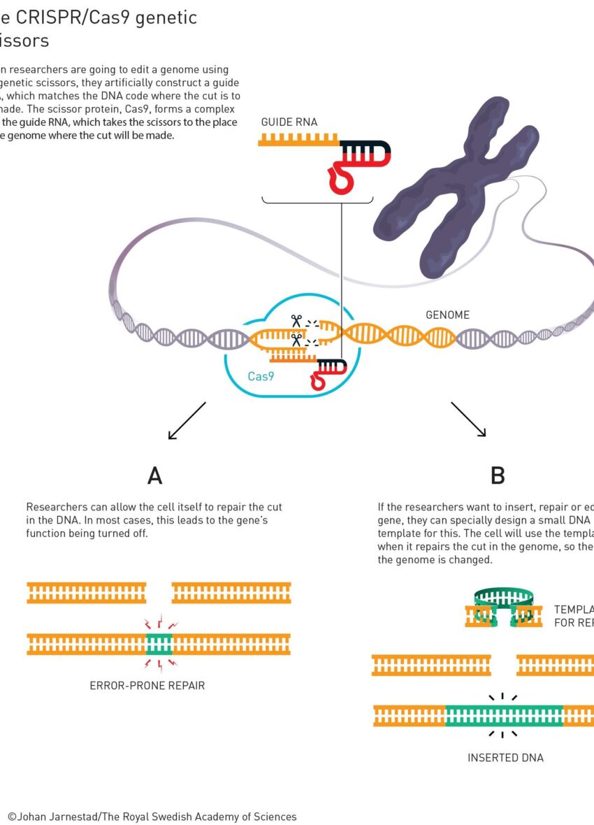 CRISPR/Cas genetic scissors